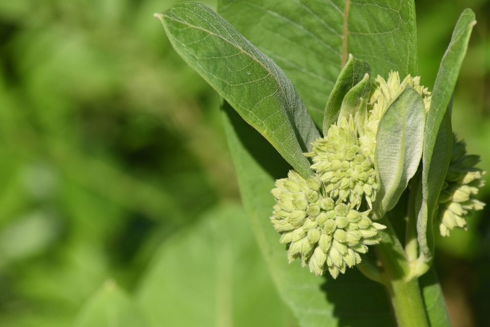 Milkweed budding cluster