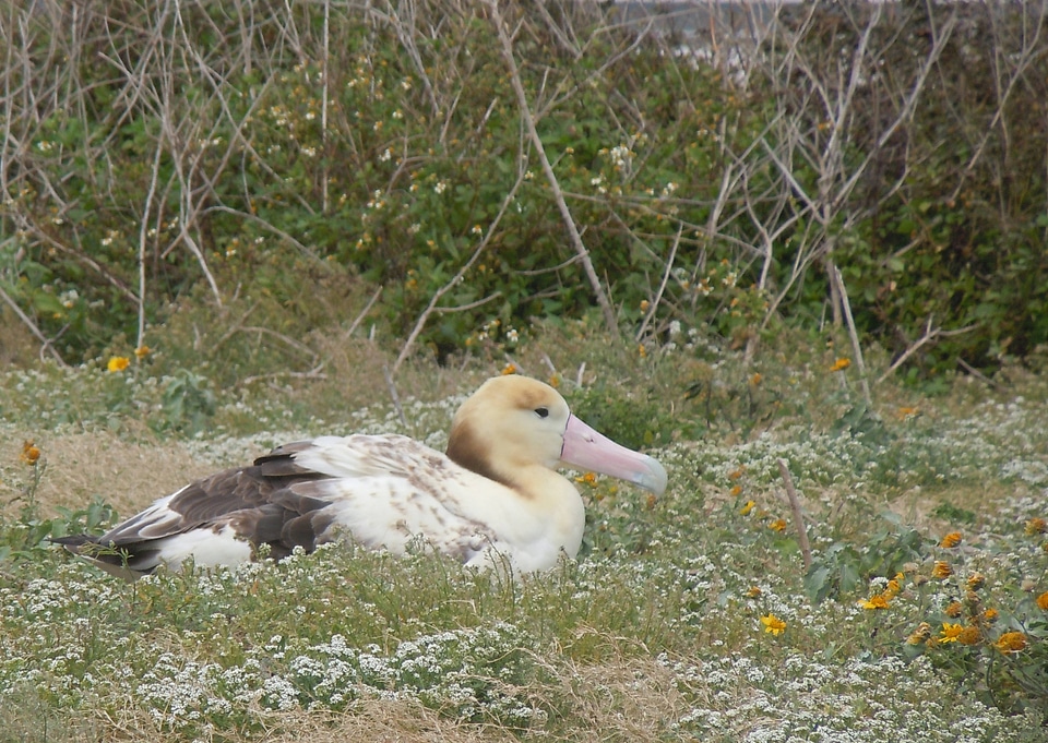 Short-tailed Albatross photo