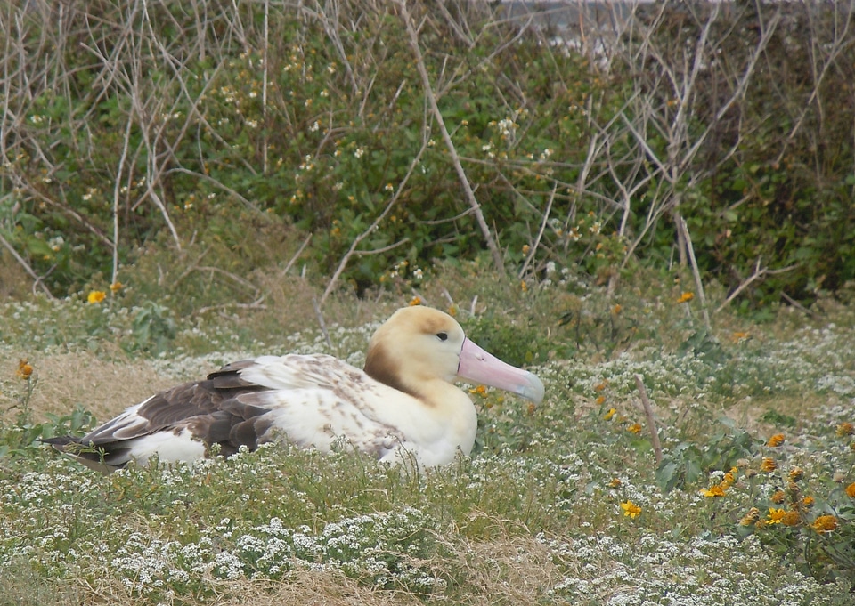 Short-tailed Albatross