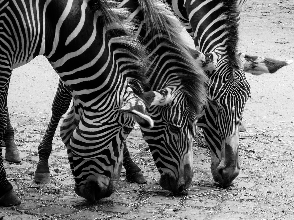 Black and white crosswalk head