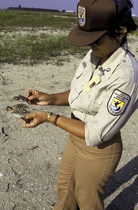 FWS employee examines California Least tern remains photo
