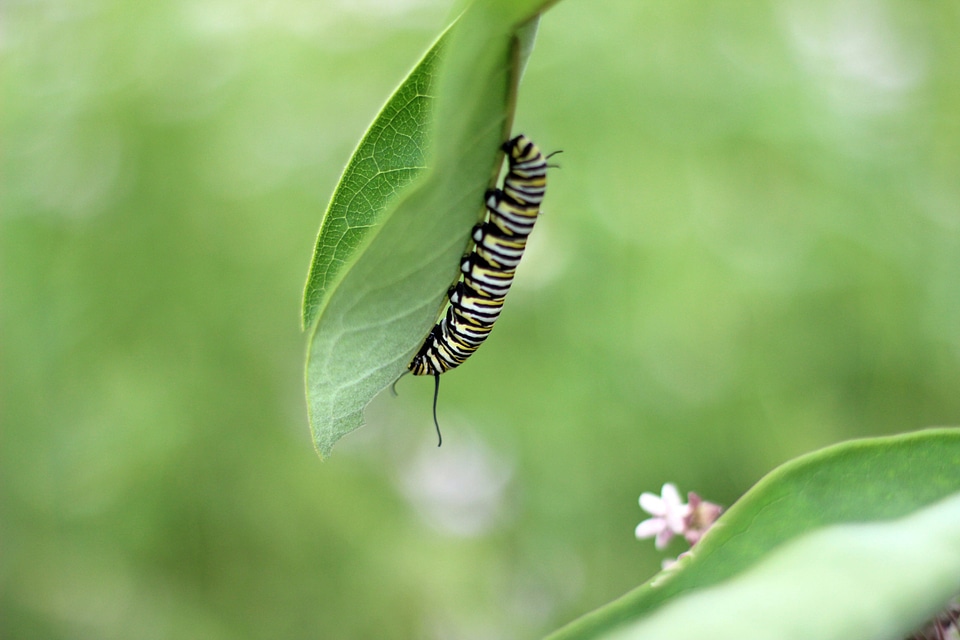 Monarch caterpillar-1