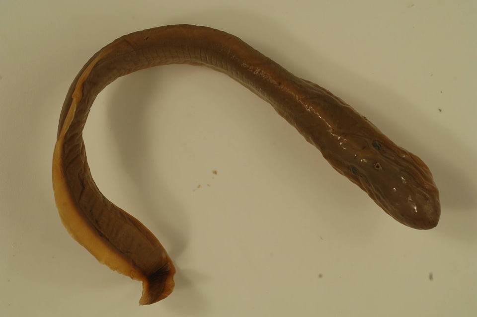 Ichthyomyzon unicuspis-1