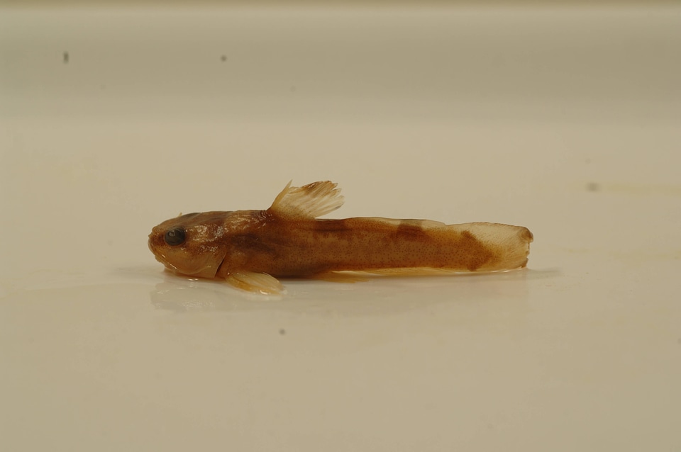 Noturus miurus-1