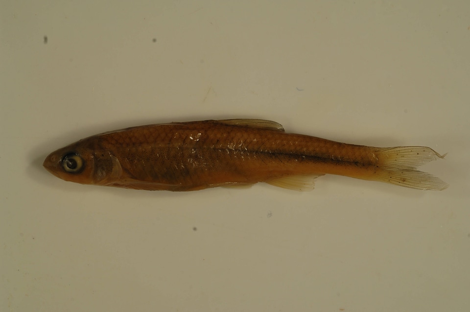 Cyprinella spiloptera-1