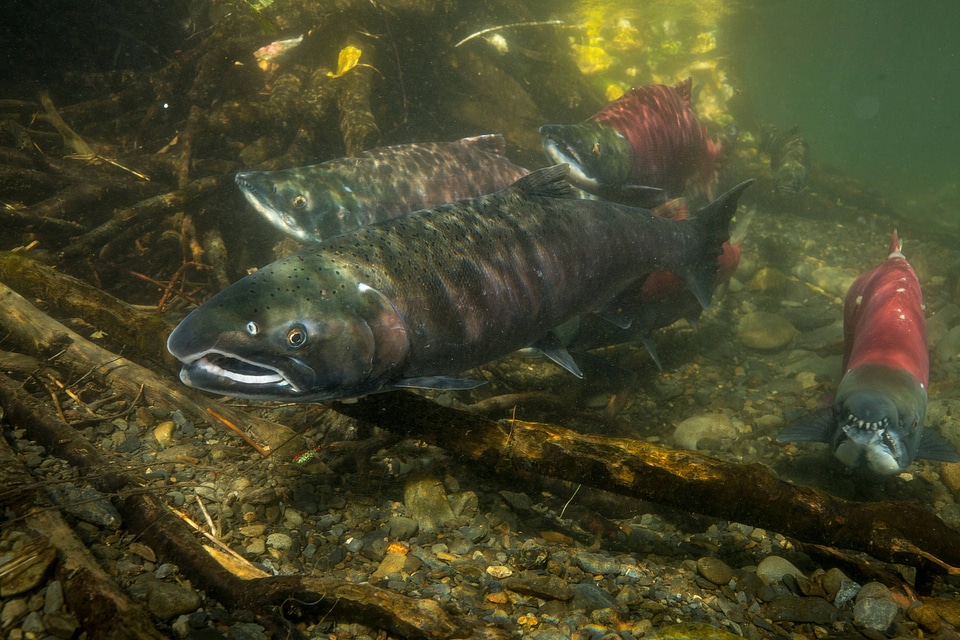 Salmon migration -2