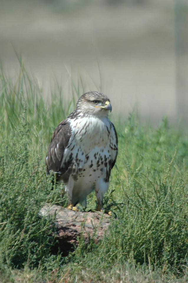 Ferruginous hawk-3