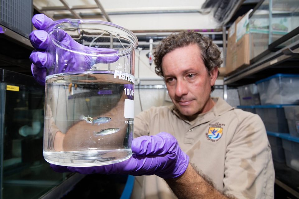 FWS biologist observes captive Devils Hole pupfish-2