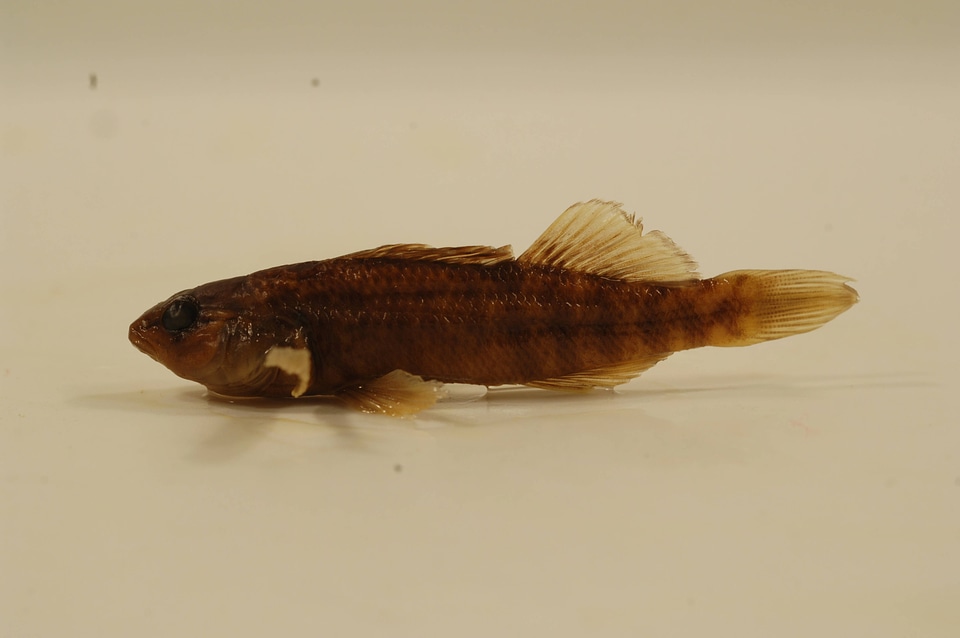 Etheostoma caeruleum-1