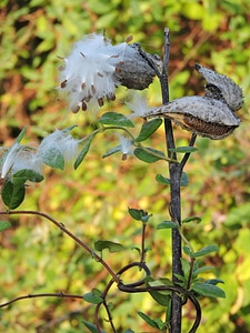Autumn milkweed