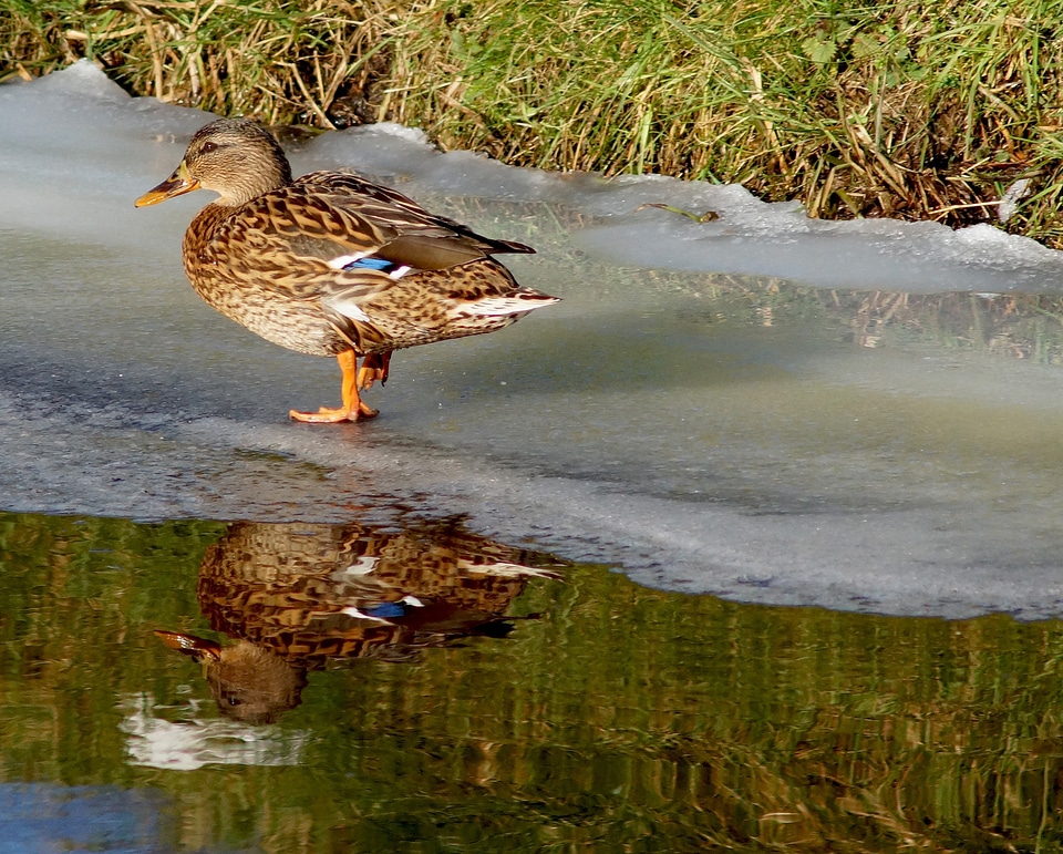 Ice mirroring winter