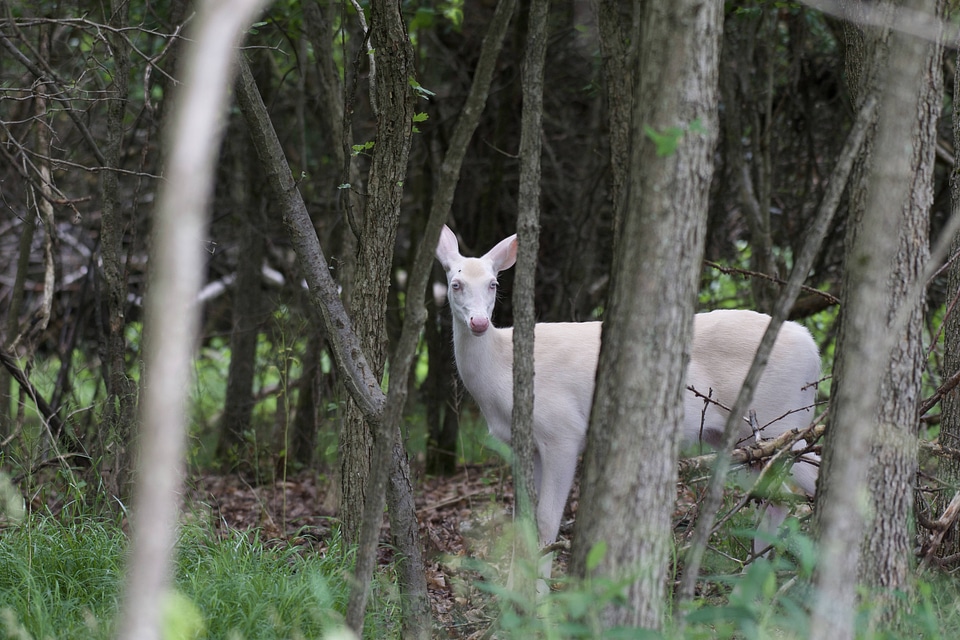 Albino White-tailed deer