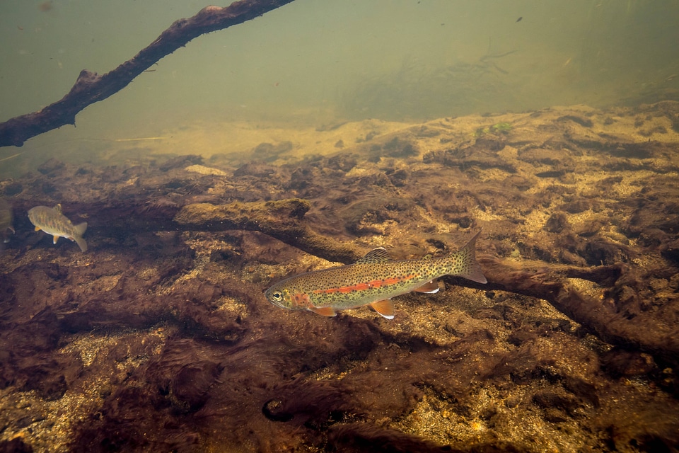 Rainbow trout swim in Meadow Creek-1