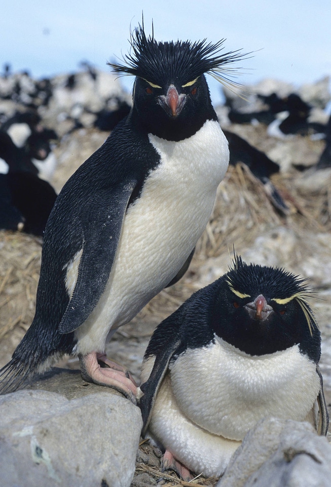 Yellow-eyed penquin in forest