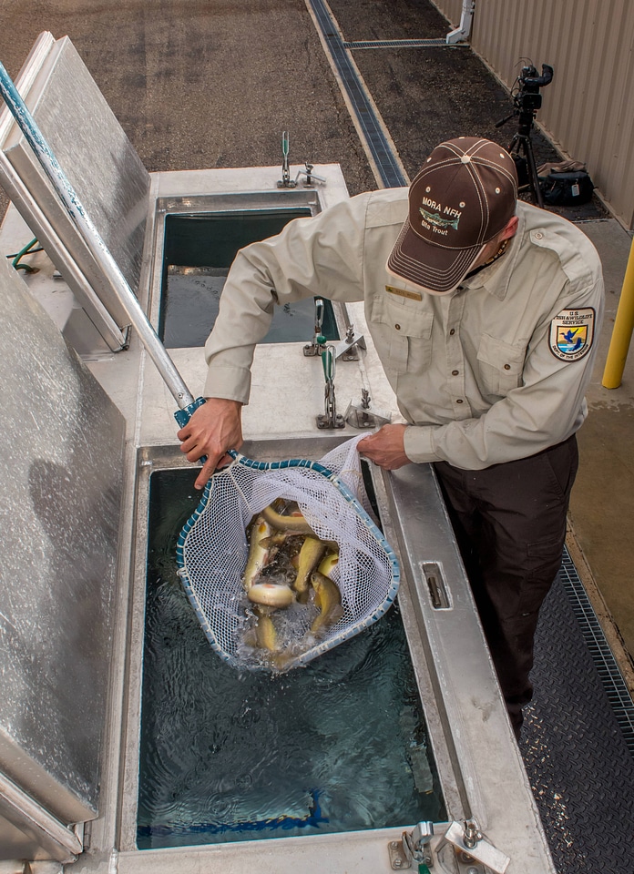 FWS personnel loading Gila Trout onto Fish transportation truck at Mora National Fish Hatchery-3