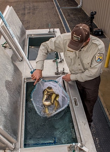 FWS personnel loading Gila Trout onto Fish transportation truck at Mora National Fish Hatchery-3