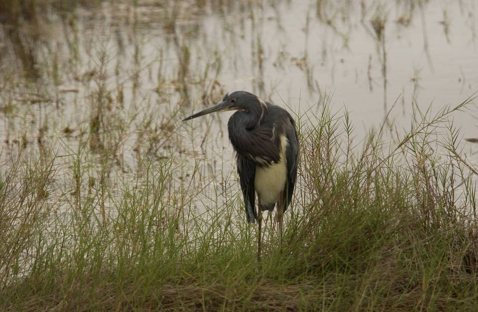 Tricolored Heron-6
