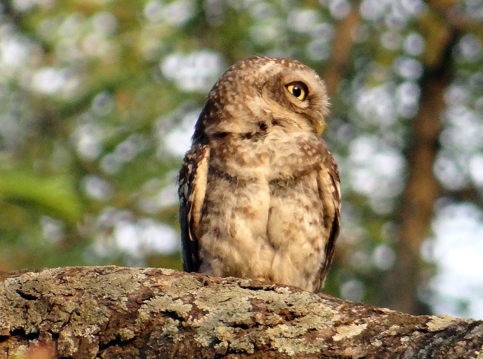 Owl nocturnal predator