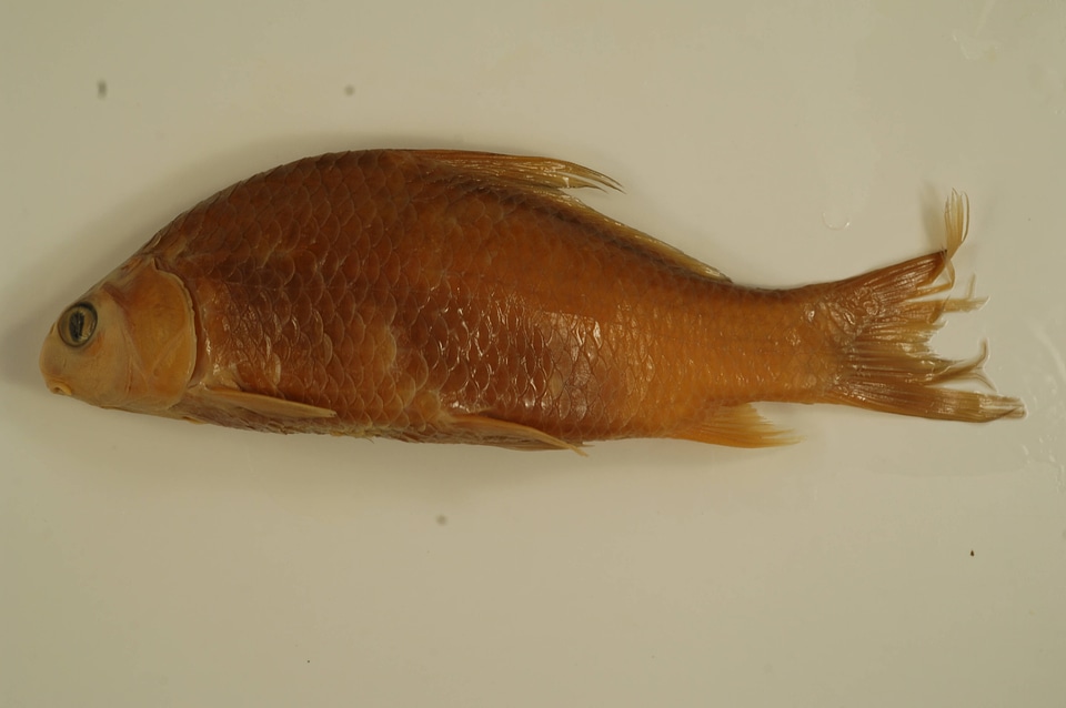 Carpiodes carpio-2