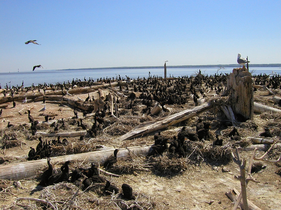 Double-crested cormorant chick colony