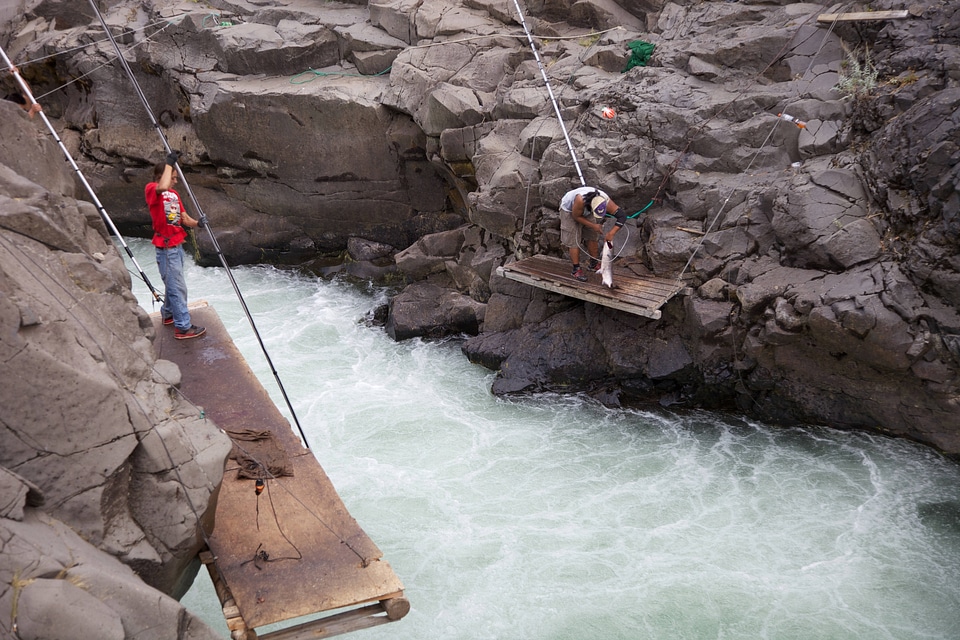 Yakama tribal member dip nets a salmon in the Klickitat River