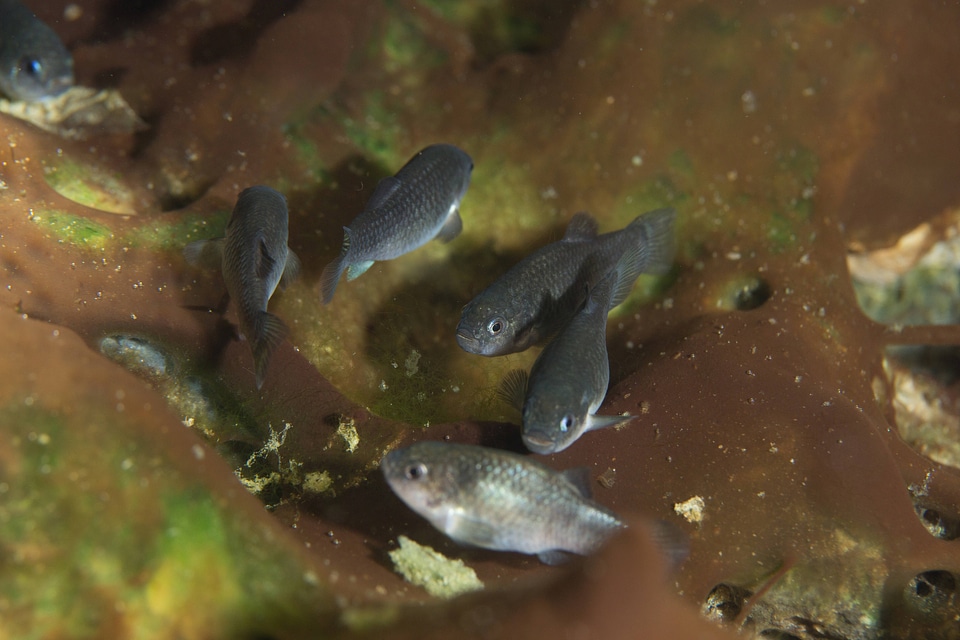 Captive Devils Hole pupfish-1