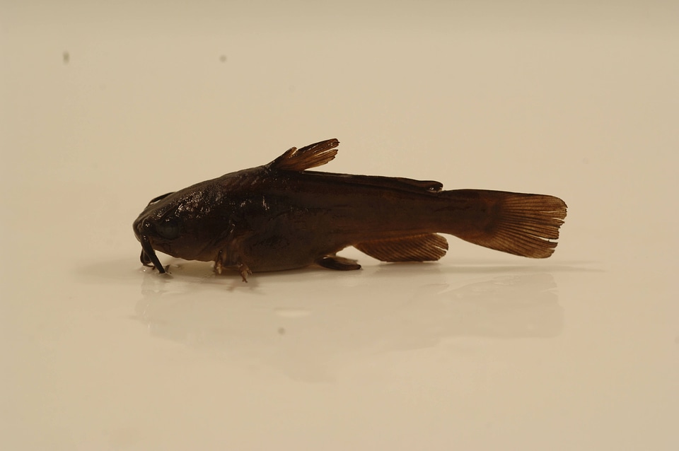 Ameiurus melas