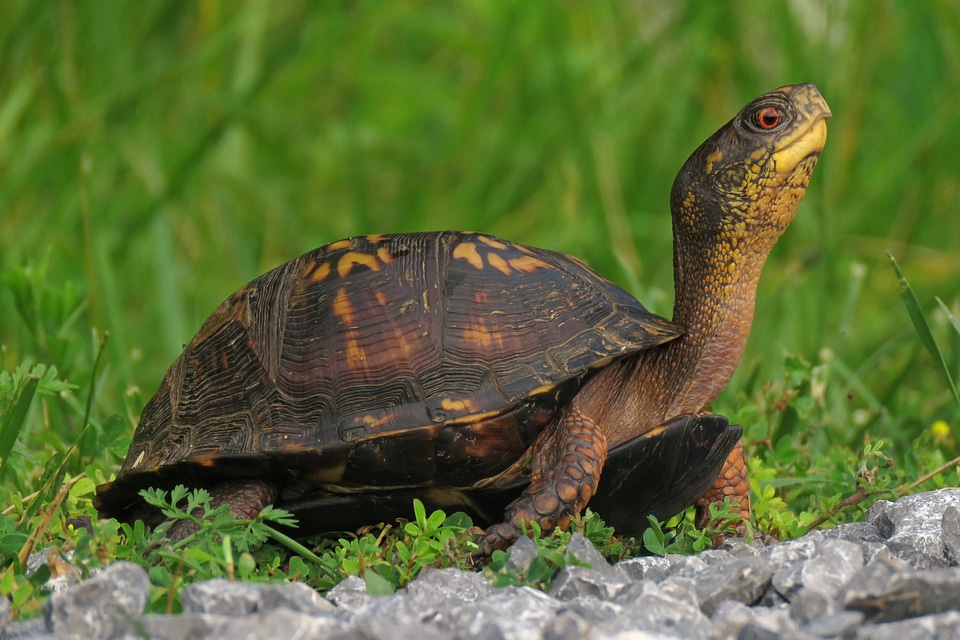 Eastern box turtle-4