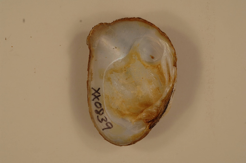 Epioblasma brevidens(inside)