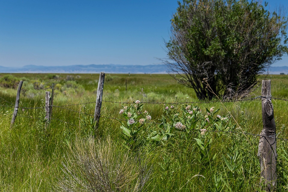 Scenic view of fence row
