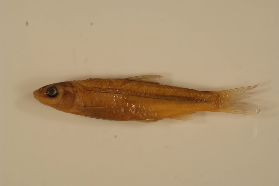 Hybognathus nuchalis-1