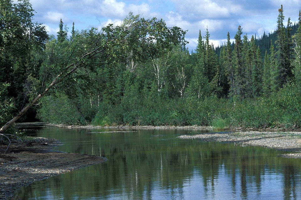 Spruce and Birch Forest along Kanuti river