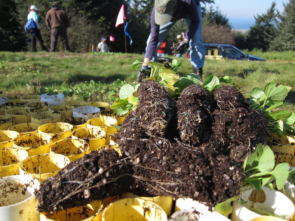 Nestucca Bay NWR Silverspot Recovery efforts