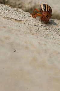 Colorado potato beetle-1