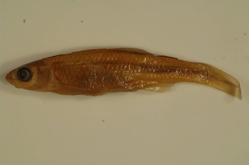 Cyprinella spiloptera-2