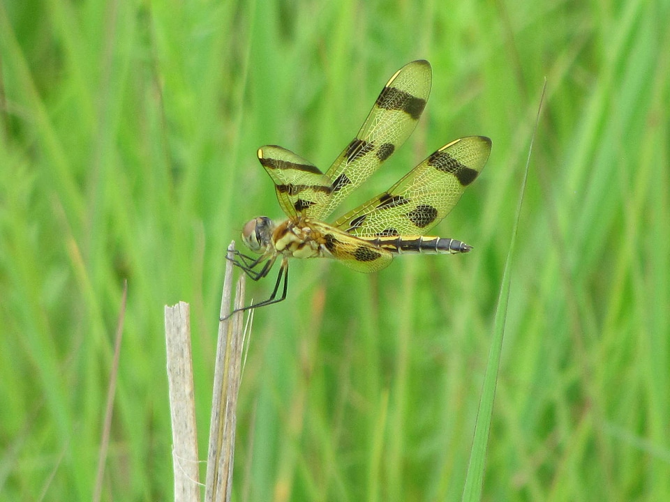 Halloween pennant-2