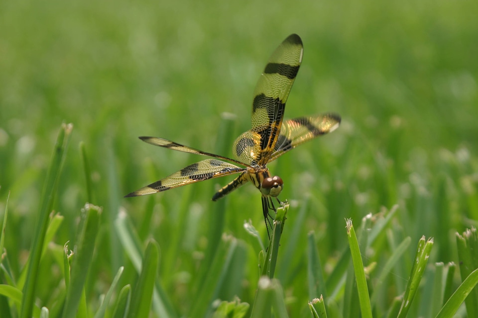 Halloween pennant dragonfly-1
