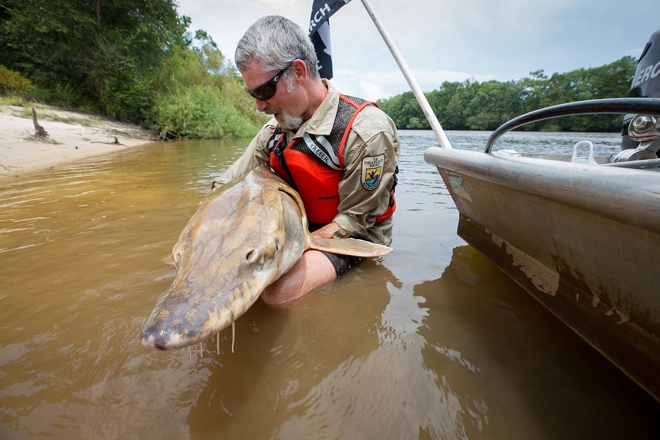 Biologist shows front view of Gulf sturgeon in river-1