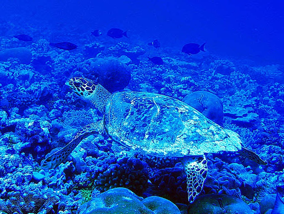 Hawksbill sea turtle