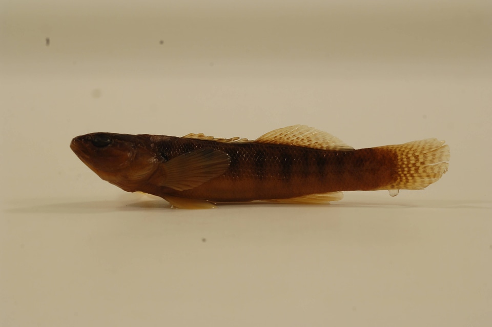 Etheostoma flabellare