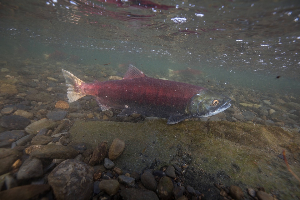  Sockeye Salmon-2