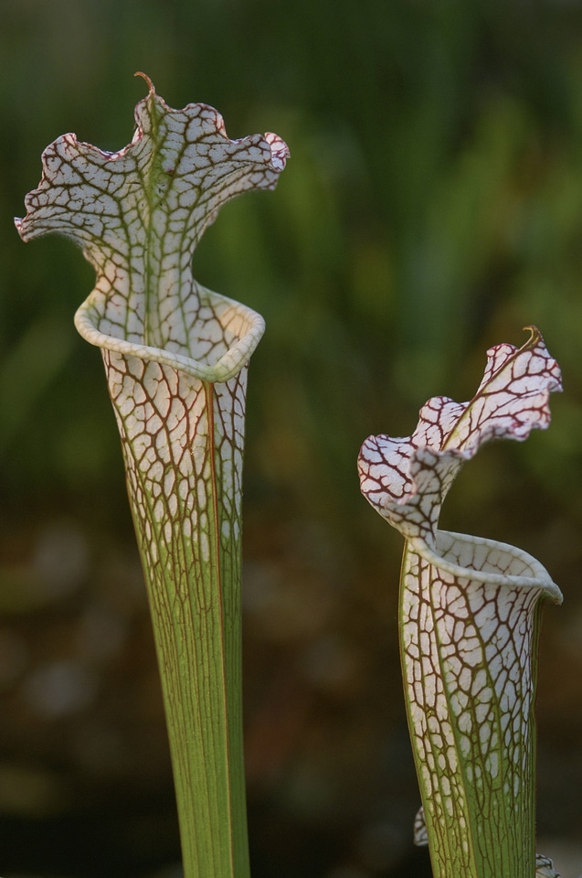 Crimson Pitcher Plant