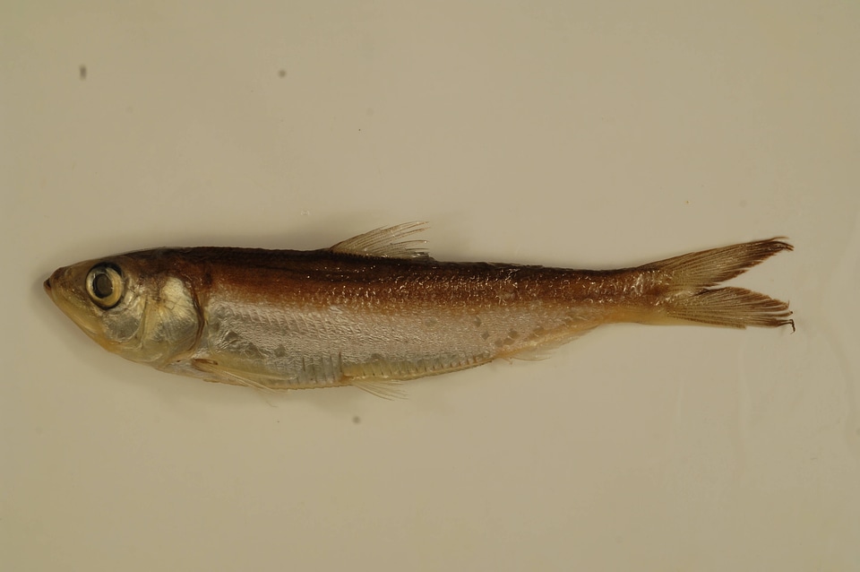 Alosa chrysochloris-1