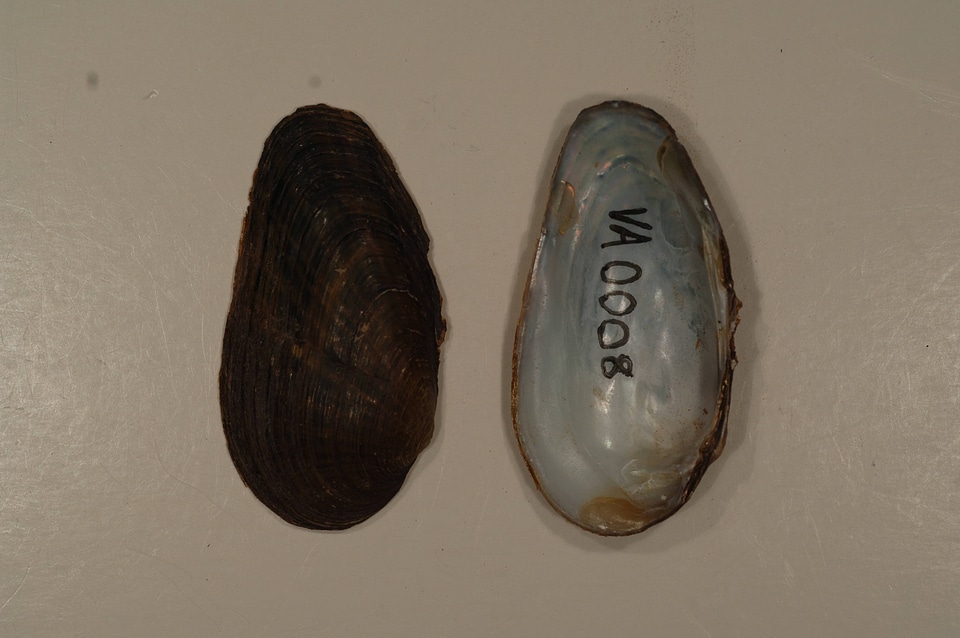 Villosa iris-2
