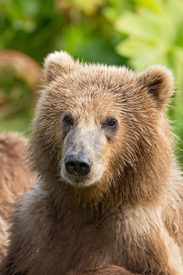Kodiak brown bear close-up