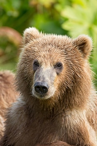 Kodiak brown bear close-up photo