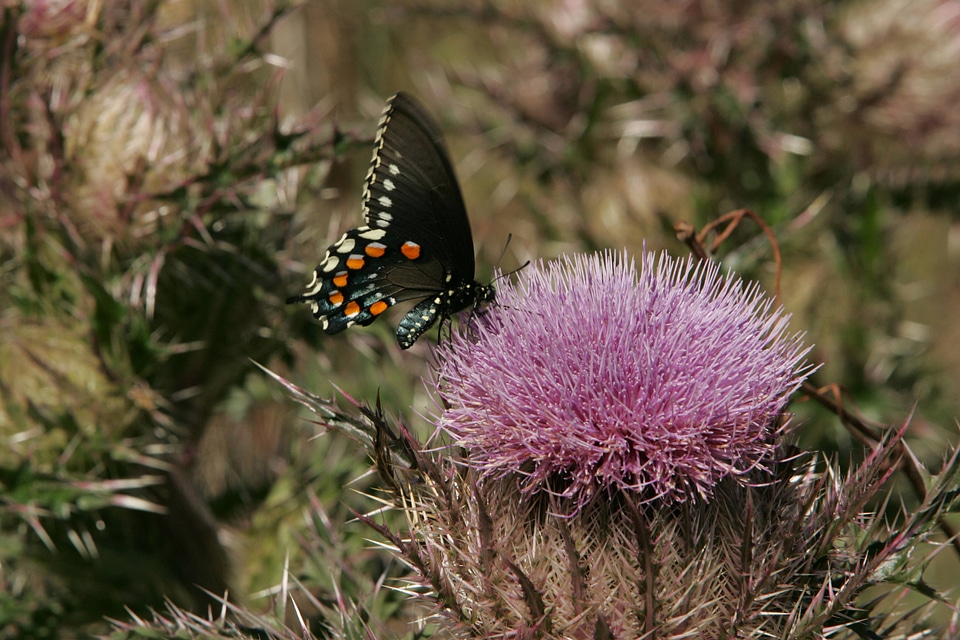 Swallowtail butterfly on a thistle