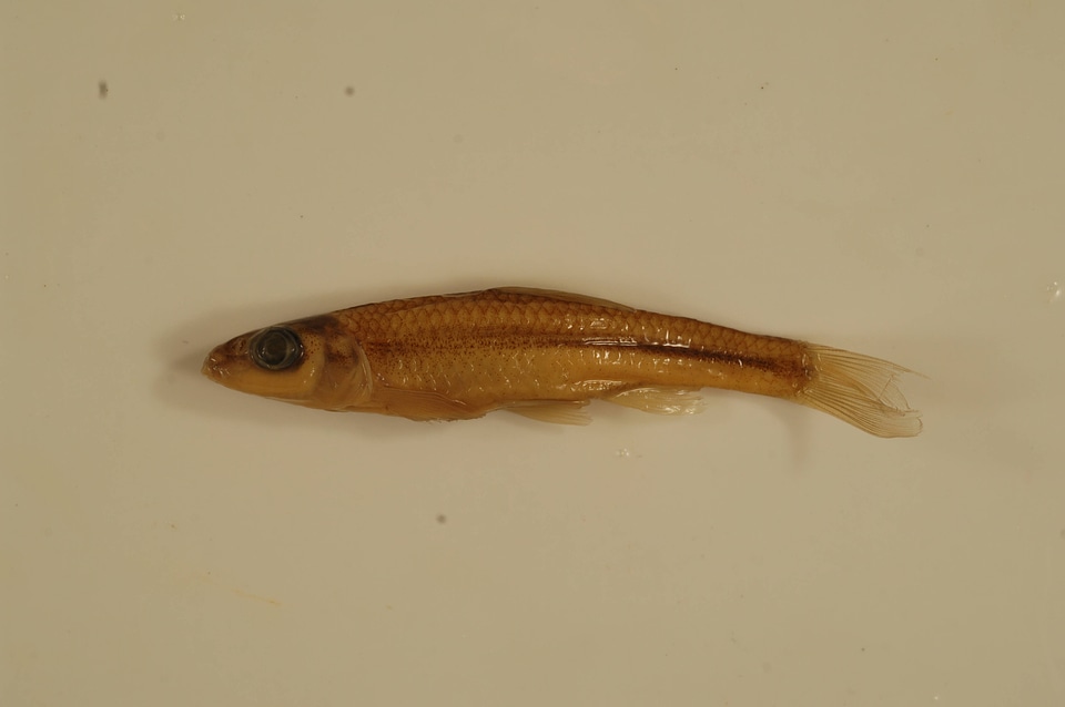 Notropis buccatus-1