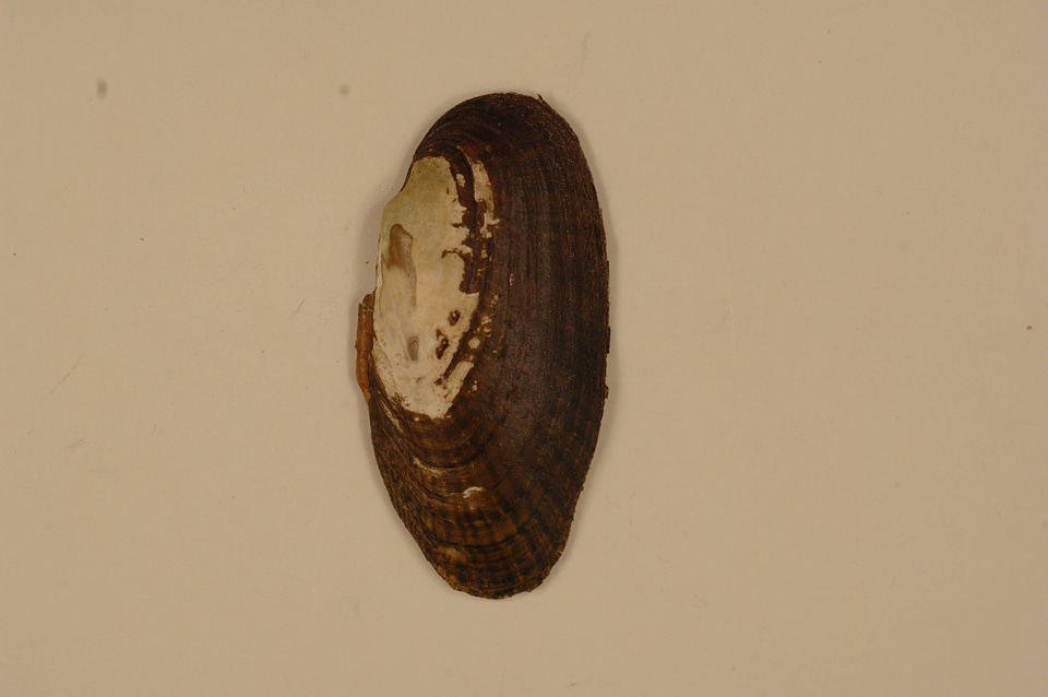 Medionidus conradicus (outside)-1
