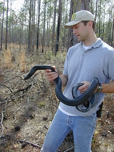 Craig Tenbrink with Eastern Indigo Snake photo